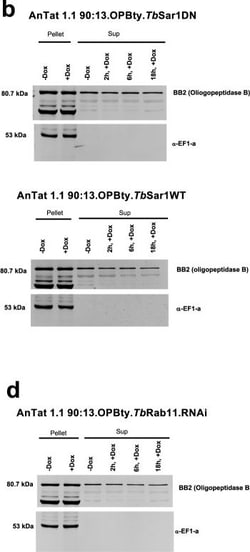 Invitrogen Goat anti-Rabbit IgG (H+L) Cross-Adsorbed Secondary Antibody,