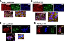 Invitrogen Goat anti-Mouse IgG (H+L) Cross-Adsorbed Secondary Antibody,