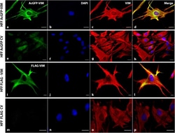 Invitrogen Goat anti-Rabbit IgG (H+L) Cross-Adsorbed Secondary Antibody,