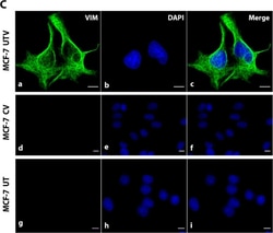 Invitrogen Goat anti-Mouse IgG (H+L) Cross-Adsorbed Secondary Antibody,