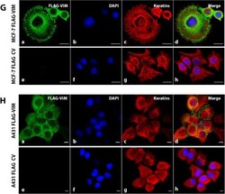 Invitrogen Goat anti-Rabbit IgG (H+L) Cross-Adsorbed Secondary Antibody,