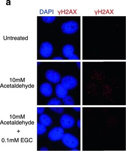 Invitrogen Goat anti-Mouse IgG (H+L) Highly Cross-Adsorbed Secondary Antibody,