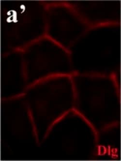 Invitrogen Goat anti-Mouse IgG (H+L) Cross-Adsorbed Secondary Antibody,