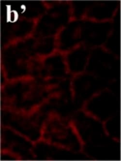 Invitrogen Goat anti-Mouse IgG (H+L) Cross-Adsorbed Secondary Antibody,