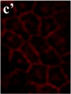 Invitrogen Goat anti-Mouse IgG (H+L) Cross-Adsorbed Secondary Antibody,