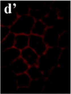 Invitrogen Goat anti-Mouse IgG (H+L) Cross-Adsorbed Secondary Antibody,