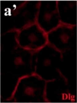 Invitrogen Goat anti-Mouse IgG (H+L) Cross-Adsorbed Secondary Antibody,