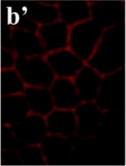 Invitrogen Goat anti-Mouse IgG (H+L) Cross-Adsorbed Secondary Antibody,