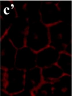 Invitrogen Goat anti-Mouse IgG (H+L) Cross-Adsorbed Secondary Antibody,