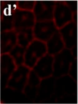 Invitrogen Goat anti-Mouse IgG (H+L) Cross-Adsorbed Secondary Antibody,