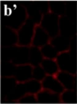 Invitrogen Goat anti-Mouse IgG (H+L) Cross-Adsorbed Secondary Antibody,