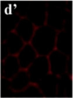 Invitrogen Goat anti-Mouse IgG (H+L) Cross-Adsorbed Secondary Antibody,