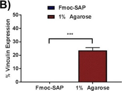 Invitrogen Goat anti-Mouse IgG (H+L) Cross-Adsorbed Secondary Antibody,
