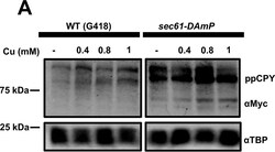 Invitrogen Goat anti-Rabbit IgG (H+L) Highly Cross-Adsorbed Secondary Antibody, Alexa Fluor Plus 680 1 mg | Buy Online | Invitrogen&trade; | Fisher Scientific