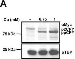 Invitrogen Goat anti-Rabbit IgG (H+L) Highly Cross-Adsorbed Secondary Antibody, Alexa Fluor Plus 680 1 mg | Buy Online | Invitrogen&trade; | Fisher Scientific