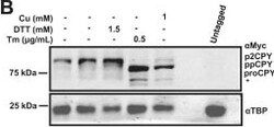 Invitrogen Goat anti-Rabbit IgG (H+L) Highly Cross-Adsorbed Secondary Antibody, Alexa Fluor Plus 680 1 mg | Buy Online | Invitrogen&trade; | Fisher Scientific