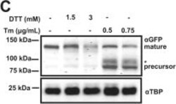 Invitrogen Goat anti-Rabbit IgG (H+L) Highly Cross-Adsorbed Secondary Antibody, Alexa Fluor Plus 680 1 mg | Buy Online | Invitrogen&trade; | Fisher Scientific