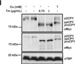 Invitrogen Goat anti-Rabbit IgG (H+L) Highly Cross-Adsorbed Secondary Antibody, Alexa Fluor Plus 680 1 mg | Buy Online | Invitrogen&trade; | Fisher Scientific