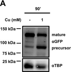 Invitrogen Goat anti-Rabbit IgG (H+L) Highly Cross-Adsorbed Secondary Antibody, Alexa Fluor Plus 680 1 mg | Buy Online | Invitrogen&trade; | Fisher Scientific