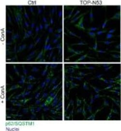Invitrogen Goat anti-Guinea Pig IgG (H+L) Highly Cross-Adsorbed Secondary