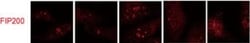 Invitrogen Goat anti-Rabbit IgG (H+L) Cross-Adsorbed Secondary Antibody,