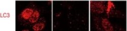 Invitrogen Goat anti-Rabbit IgG (H+L) Cross-Adsorbed Secondary Antibody,