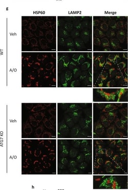 Invitrogen Goat anti-Mouse IgG (H+L) Cross-Adsorbed Secondary Antibody,