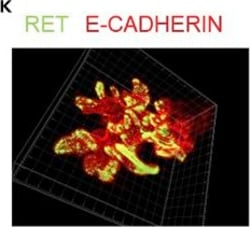 Invitrogen Donkey anti-Goat IgG (H+L) Cross-Adsorbed Secondary Antibody,