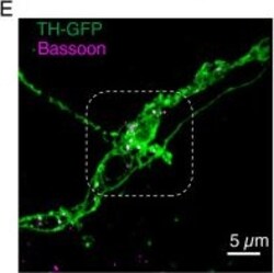 Invitrogen Goat anti-Mouse IgG (H+L) Highly Cross-Adsorbed Secondary Antibody,