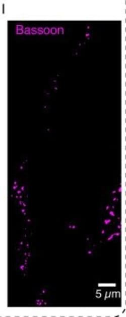 Invitrogen Goat anti-Mouse IgG (H+L) Highly Cross-Adsorbed Secondary Antibody,