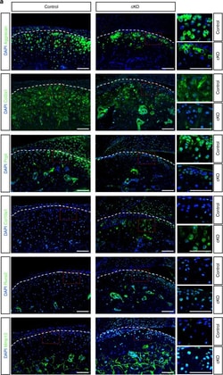 Invitrogen Goat anti-Rabbit IgG (H+L) Cross-Adsorbed Secondary Antibody,