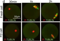 Invitrogen Goat anti-Mouse IgG (H+L) Highly Cross-Adsorbed Secondary Antibody,