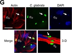 Invitrogen Goat anti-Mouse IgG (H+L) Highly Cross-Adsorbed Secondary Antibody,