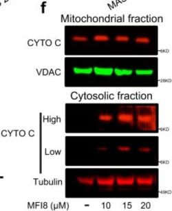 Invitrogen Goat anti-Mouse IgG (H+L) Cross-Adsorbed Secondary Antibody,