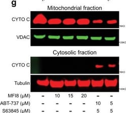 Invitrogen Goat anti-Mouse IgG (H+L) Cross-Adsorbed Secondary Antibody,