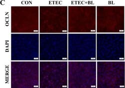 Invitrogen Goat anti-Rabbit IgG (H+L) Highly Cross-Adsorbed Secondary Antibody,