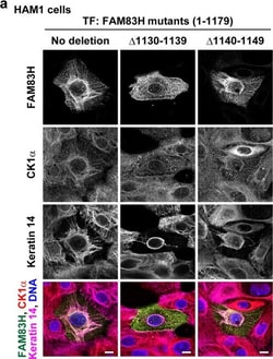 Invitrogen Donkey anti-Mouse IgG (H+L) Highly Cross-Adsorbed Secondary