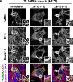 Invitrogen Donkey anti-Mouse IgG (H+L) Highly Cross-Adsorbed Secondary