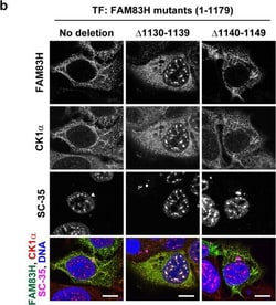 Invitrogen Donkey anti-Mouse IgG (H+L) Highly Cross-Adsorbed Secondary