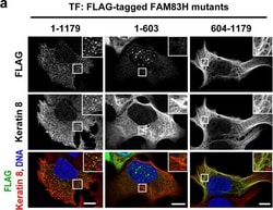 Invitrogen Donkey anti-Mouse IgG (H+L) Highly Cross-Adsorbed Secondary