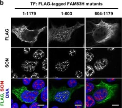Invitrogen Donkey anti-Mouse IgG (H+L) Highly Cross-Adsorbed Secondary