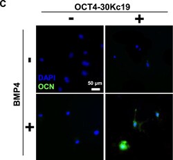 Invitrogen Goat anti-Mouse IgG3 Cross-Adsorbed Secondary Antibody, Alexa Fluor 488 500 &mu;g | Buy Online | Invitrogen&trade; | Fisher Scientific