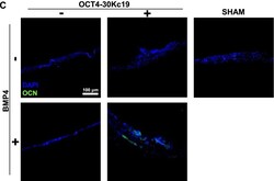 Invitrogen Goat anti-Mouse IgG3 Cross-Adsorbed Secondary Antibody, Alexa Fluor 488 500 &mu;g | Buy Online | Invitrogen&trade; | Fisher Scientific
