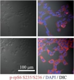 Invitrogen Goat anti-Rabbit IgG (H+L) Cross-Adsorbed Secondary Antibody,