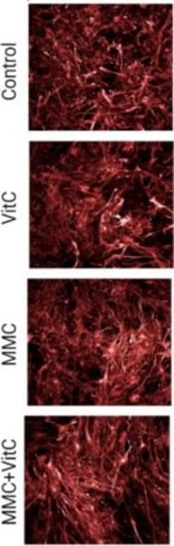 Invitrogen Goat anti-Rabbit IgG (Heavy chain) Superclonal Secondary Antibody,