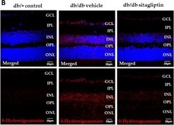 Invitrogen Goat anti-Mouse IgG (H+L) Highly Cross-Adsorbed Secondary Antibody,