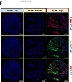 Invitrogen Donkey anti-Goat IgG (H+L) Cross-Adsorbed Secondary Antibody,