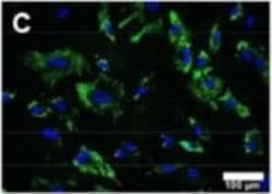 Invitrogen Donkey anti-Goat IgG (H+L) Highly Cross-Adsorbed Secondary Antibody,