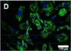 Invitrogen Donkey anti-Goat IgG (H+L) Highly Cross-Adsorbed Secondary Antibody,