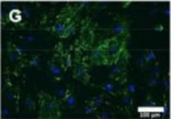 Invitrogen Donkey anti-Mouse IgG (H+L) Highly Cross-Adsorbed Secondary